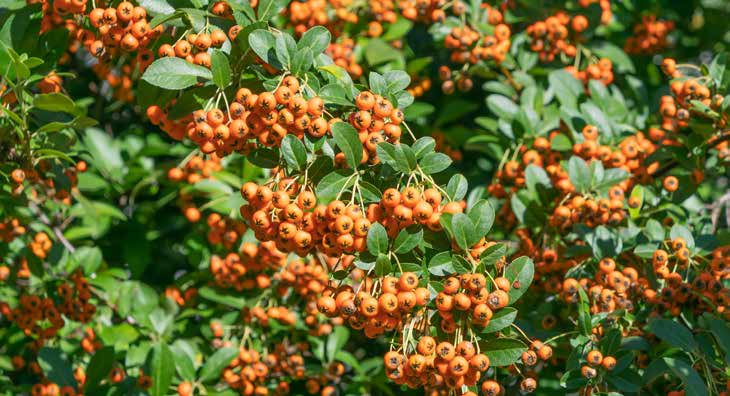 Zweig eines Feuerdorns mit vielen orangefarbenen Beeren und grünen Blättern